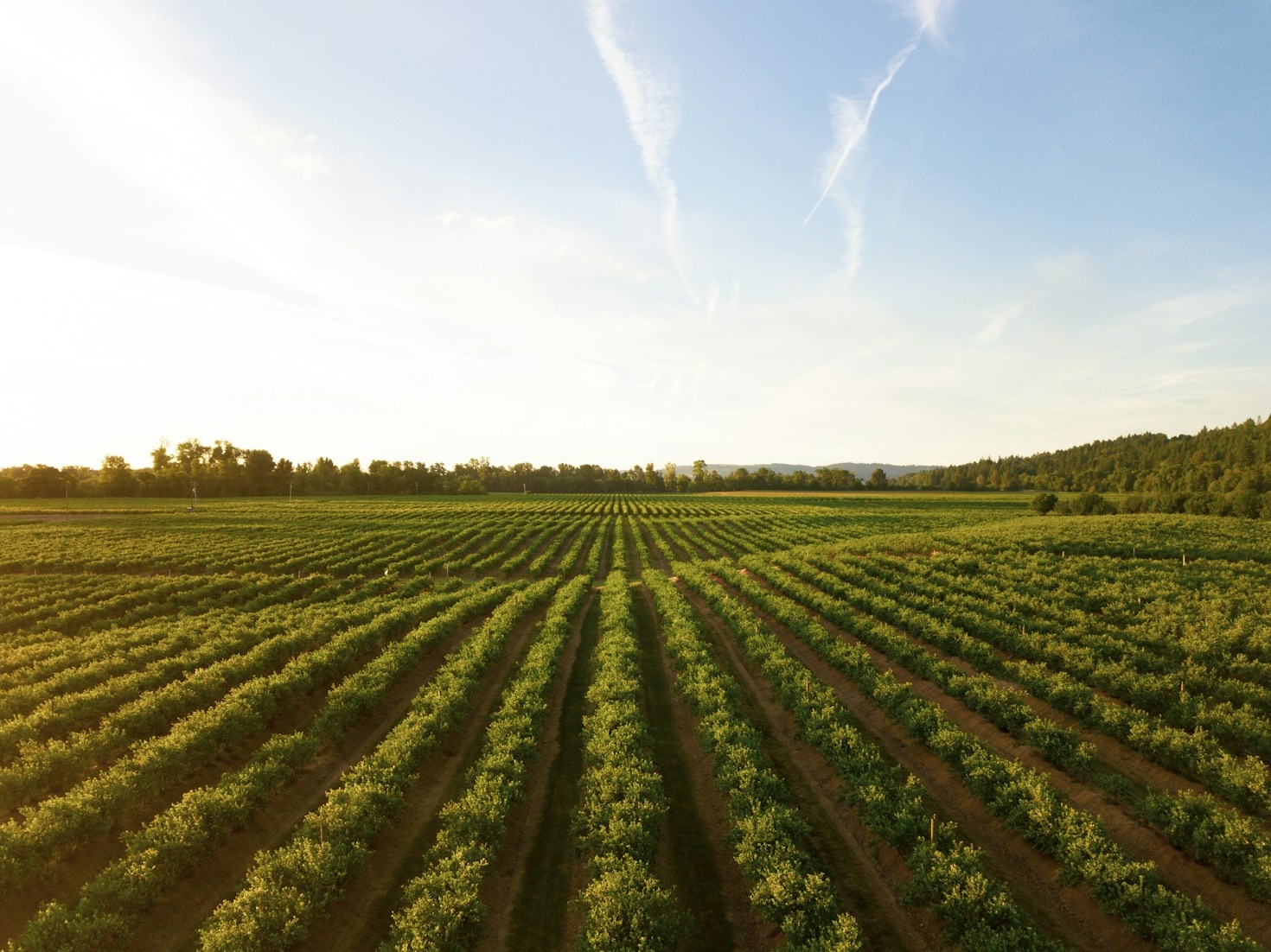 Calculadoras agrícolas: otimização no campo