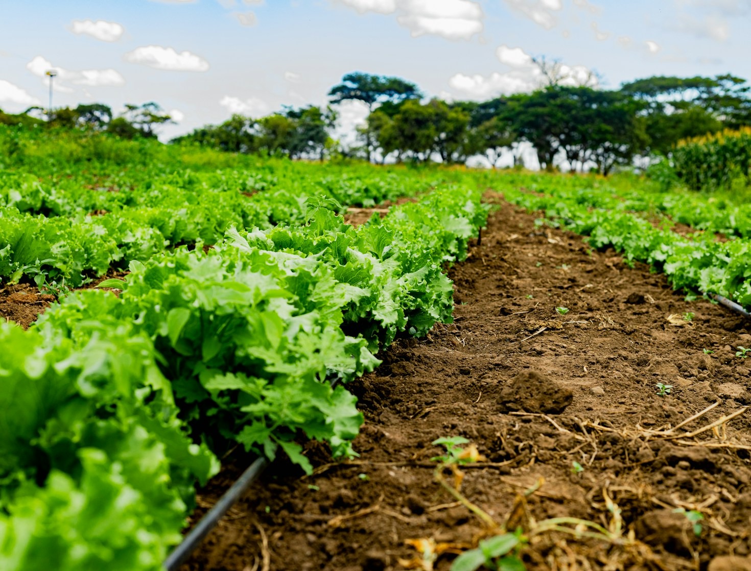 A importância dos catálogos técnicos para agricultores
