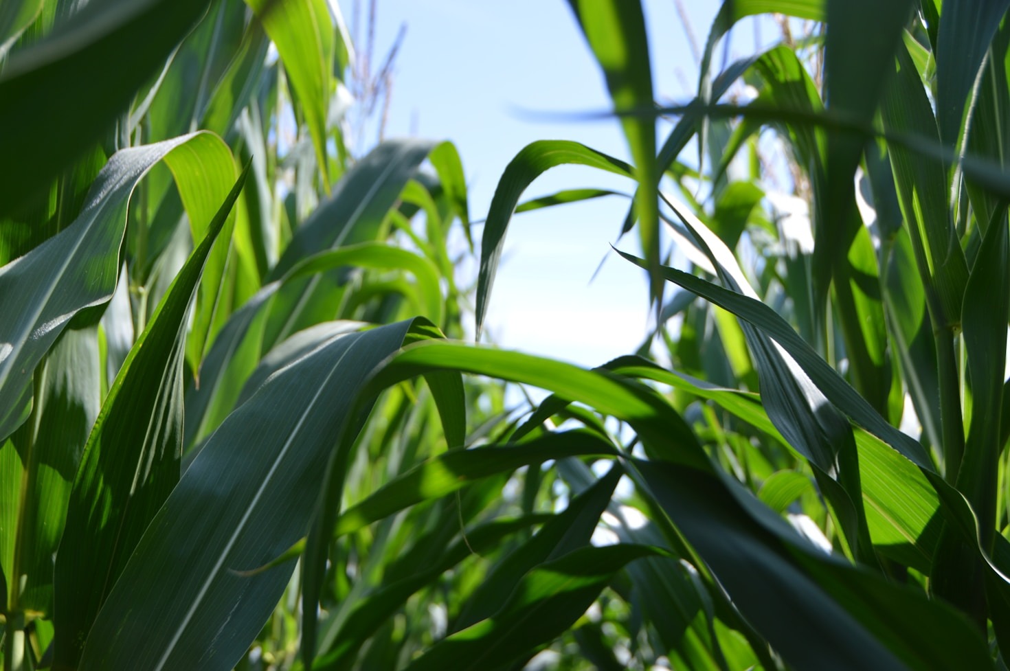 Cultivo sustentável: práticas para um futuro promissor